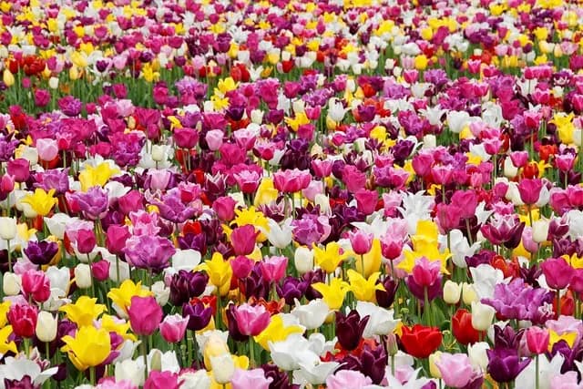 Guía de compra: Mejores herramientas de jardinería